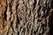 YUCCA BREVIFOLIA BARK - JOSHUA TREE NP - 113020 A