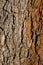 YUCCA BREVIFOLIA BARK - JOSHUA TREE NP - 113020 B