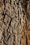 YUCCA BREVIFOLIA BARK - JOSHUA TREE NP - 113020 E