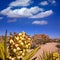 Yucca brevifolia flowers in Joshua Tree National Park