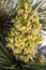 Yucca brevifolia flowers in Joshua Tree National Park