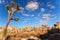 Yucca Brevifolia Joshua Tree National Park Califo