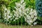 Yucca bush in full bloom of white flowers in the garden against a background of green leaves