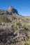 Yucca and cacti against the backdrop of the mountain landscape in Big Bend National Park in Texas.