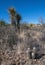 Yucca and cacti against the backdrop of the mountain landscape in Big Bend National Park in Texas.