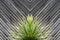 Yucca or cactus plant abstract with diagonal planks of wood in t