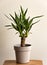 Yucca Cane plant in a pot on a white background