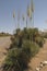 Yucca cluster at City of Rocks State Park