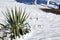 Yucca covered in snow