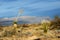 Yucca dawn at White Sands