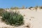 Yucca in the dunes of Biscarrosse in France