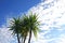 Yucca elephantipes and cloudy sky