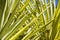 Yucca, elephantipes leaves on blue sky