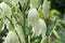 Yucca filamentosa amazing plant with white flowers