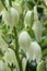 Yucca filamentosa amazing plant with white flowers