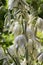 Yucca filamentosa amazing plant with white flowers