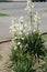 Yucca filamentosa with lots of white flowers in mid June