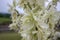 Yucca filamentosa ornamental flowering plant, white flowers in bloom