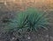Yucca filamentosa ornamental plant for the garden