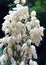 Yucca filamentous Adam`s Needle perennial evergreen monoecious almost stemless plant with a woody base.