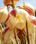 Yucca Flower