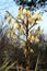 Yucca flower plant in winter