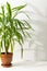 Yucca flower with shadow on a white wall background