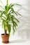 Yucca flower with shadow on a white wall background