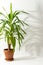 Yucca flower with shadow on a white wall background