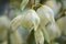 Yucca , flowers, close up