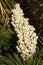 Yucca flowers on plants