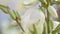 Yucca flowers with water drops.