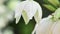 Yucca flowers with water drops.