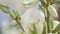 Yucca flowers with water drops.