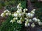 Yucca is garden bell-shaped