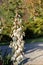 Yucca,  genus of perennial shrubs Flowers in natural garden setting