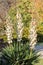 Yucca,  genus of perennial shrubs Flowers in natural garden setting