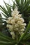 Yucca gigantea in bloom