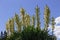 Yucca glauca