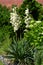 Yucca glauca syn. Yucca angustifolia