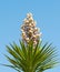 Yucca Gloriosa