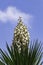 Yucca Gloriosa evergreen succulent cactus shrub also called Spanish Dagger white flowers closeup