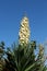 Yucca gloriosa, or Spanish dagger,