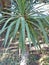 Yucca glorious lat. Yucca gloriosa is a perennial evergreen monoecious plant. A perennial evergreen plant or small tree