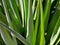Yucca green leaves with sharp and prickly tips under bright summer sunligh