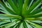 Yucca green leaves with sharp and prickly tips under a bright summer sunlight