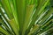 Yucca green leaves with sharp and prickly tips under a bright summer sunlight