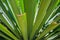 Yucca green leaves with sharp and prickly tips under a bright summer sunlight