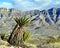 Yucca greeting the Grand Wash Cliffs