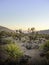 Yucca and Joshua Trees at dawn on Mount Charleston, west of Las Vegas